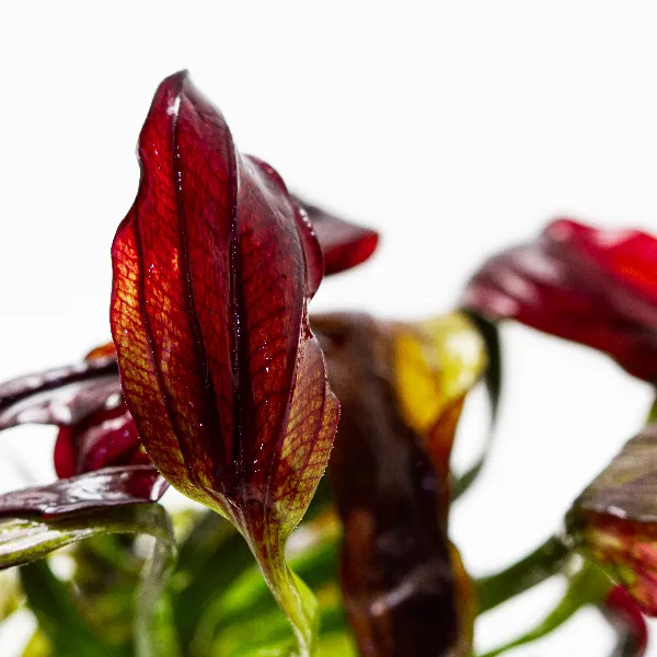 Echinodorus aflame – detalhe-full