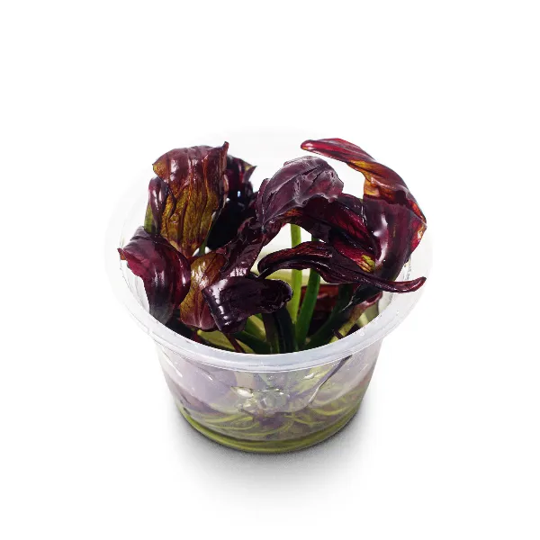 Echinodorus aflame – pote angulo-half