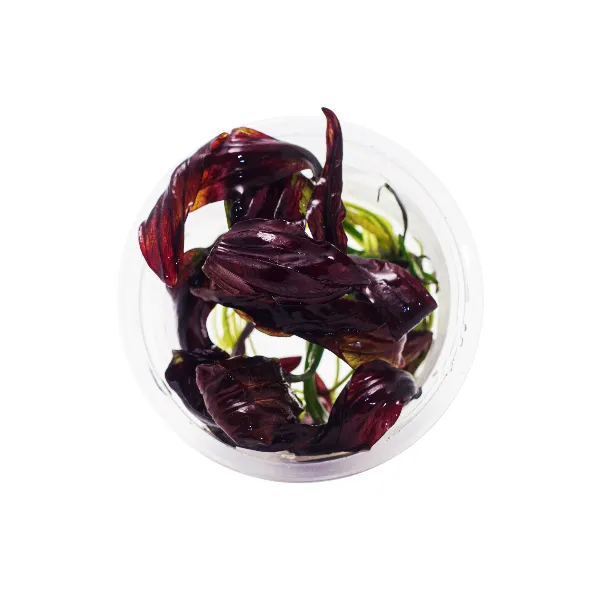 Echinodorus aflame – pote cima-half