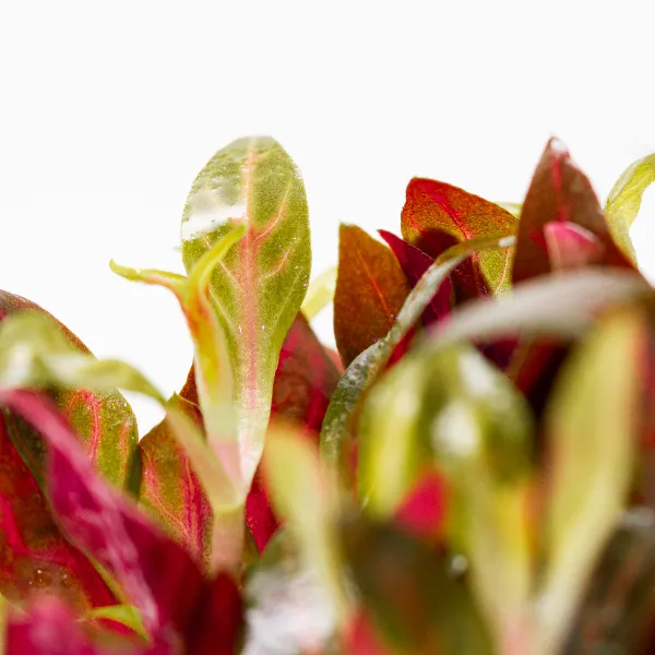 ap – Althernantera reineckii variegata – detalhe 3-half