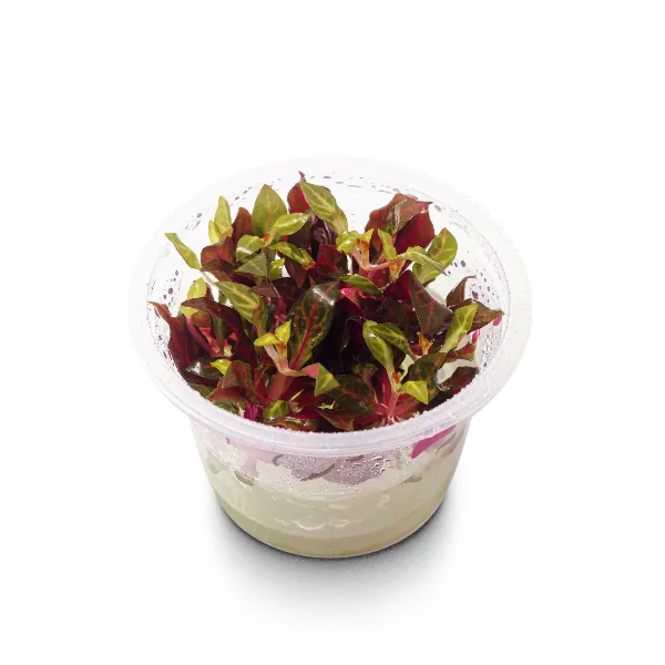 ap – Althernantera reineckii variegata – pote angulo-half