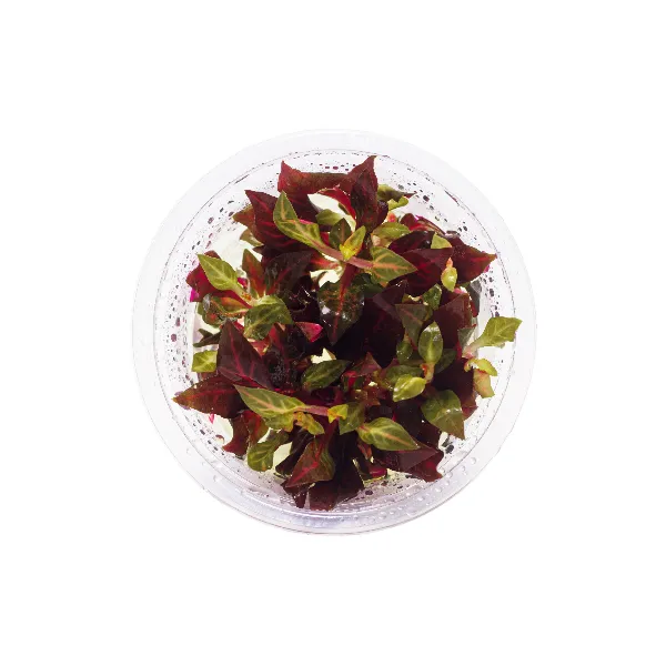 ap – Althernantera reineckii variegata – pote cima-half