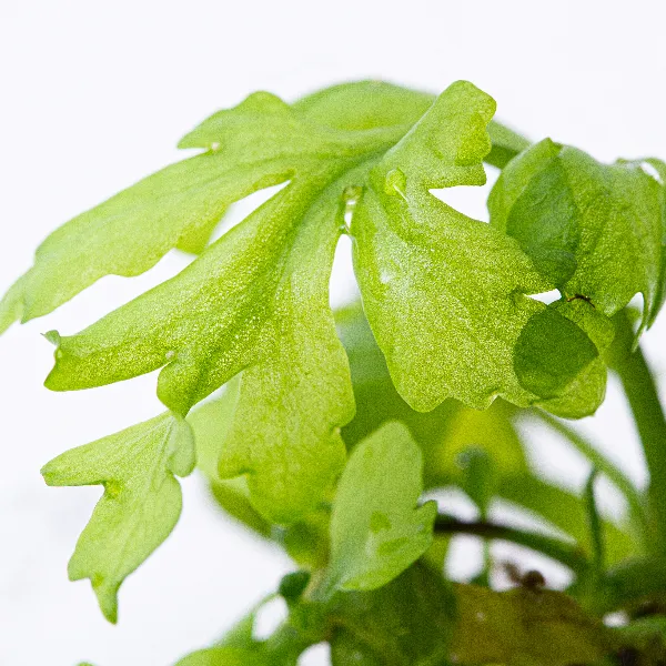 ap – Ceratopteris pteridoides – detalhe-full