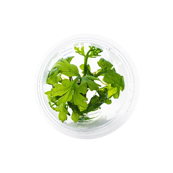 ap – Ceratopteris pteridoides – pote cima-half