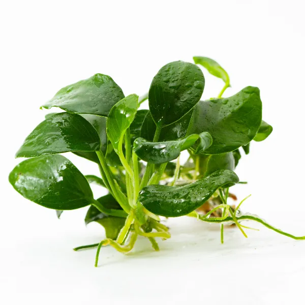 ap – anubias barteri nana petitedetalhe-half