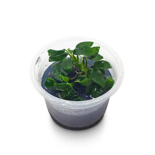 ap – anubias barteri nana petitepote angulo-half