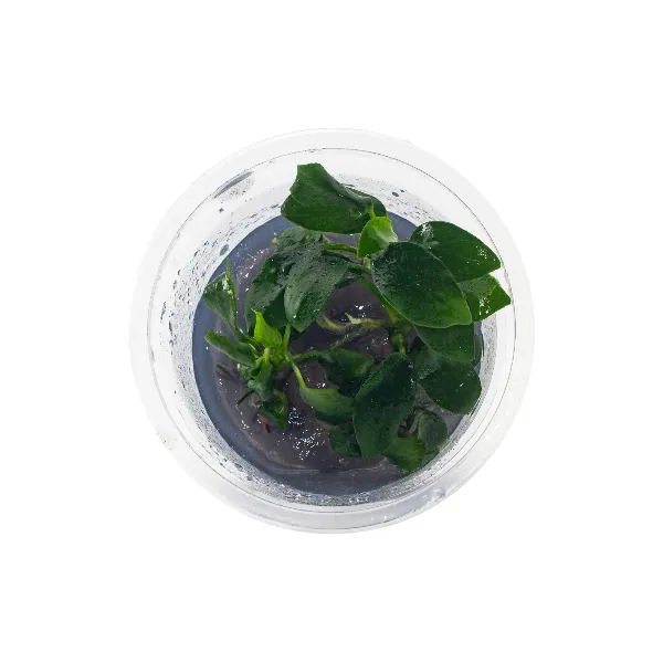 ap – anubias barteri nana petitepote cima-half