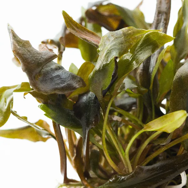 ap – cryptocoryne beckettiidetalhe-full_resultado