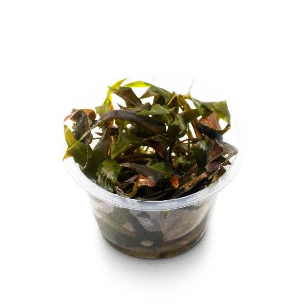 ap – cryptocoryne beckettiipote angulo-full_resultado