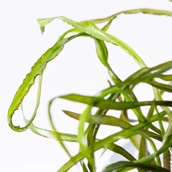 ap – cryptocoryne spiralisdetalhe-half