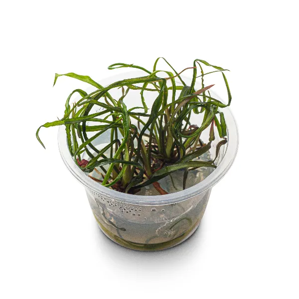 ap – cryptocoryne spiralispote angulo-half