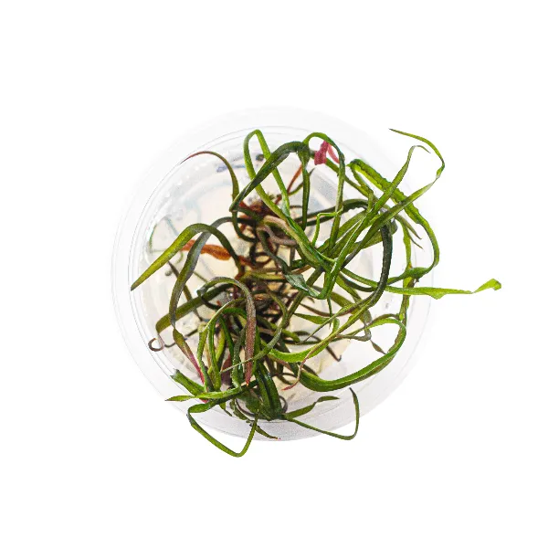 ap – cryptocoryne spiralispote cima-half