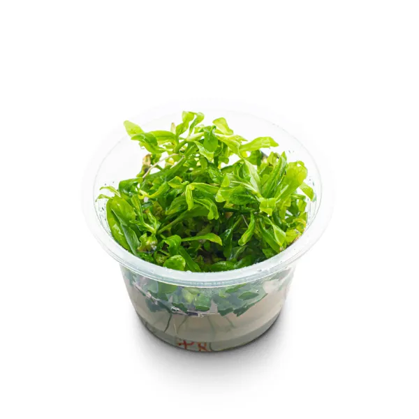 ap pogostemon broad leaf – pote angulo-peq_resultado
