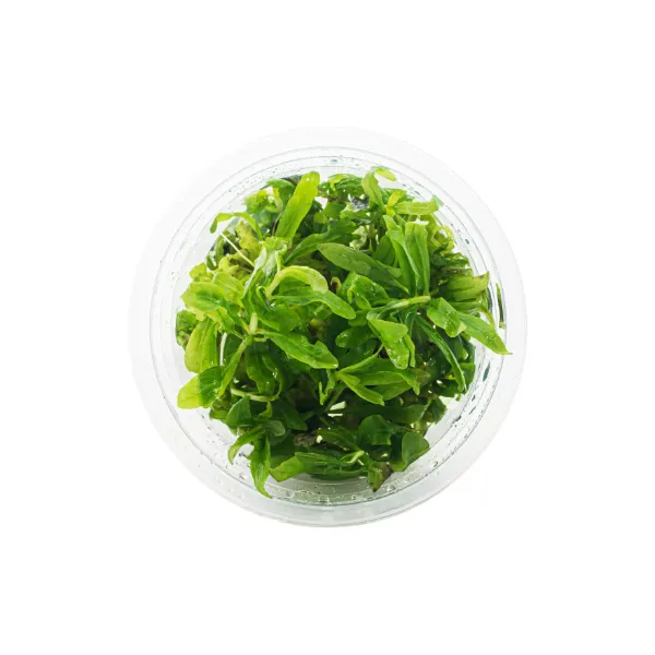 ap pogostemon broad leaf – pote cima-peq_resultado