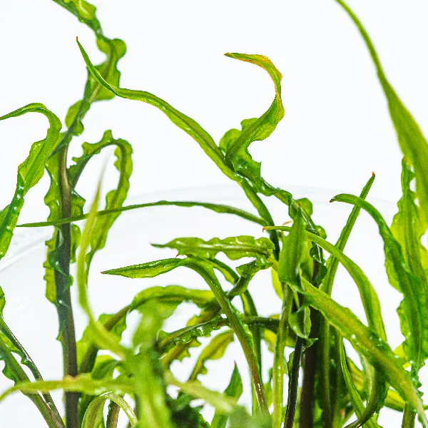aquaplante – Cryptocoryne crispatula var balansae – detalhe-full_resultado