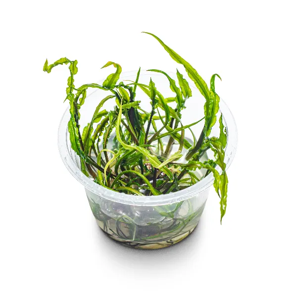 aquaplante – Cryptocoryne crispatula var balansae – pote angulo-half_resultado