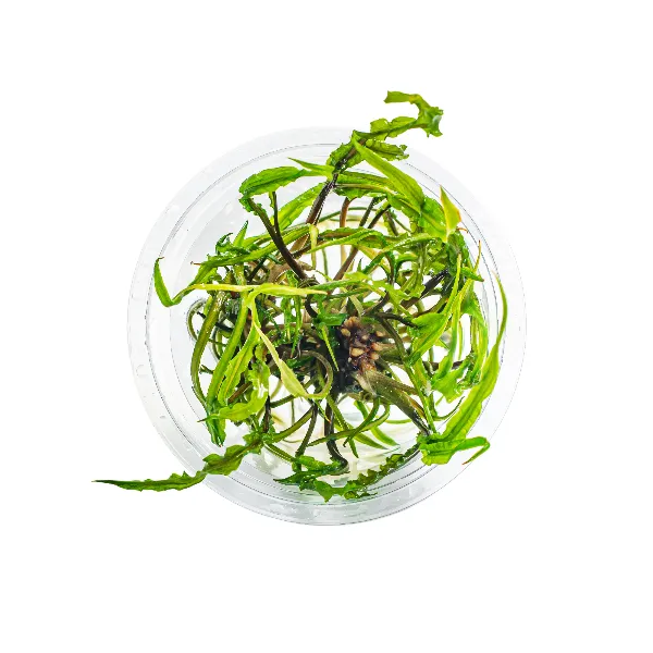 aquaplante – Cryptocoryne crispatula var balansae – pote cima-half_resultado