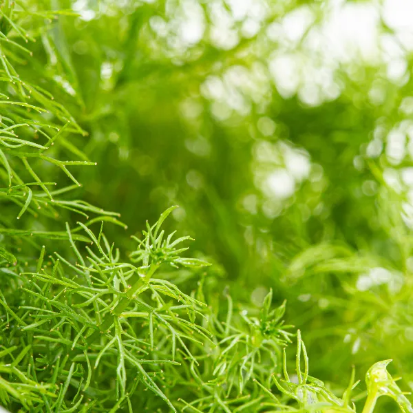 aquaplante – Myriophyllum sp Guyana detalhe-half