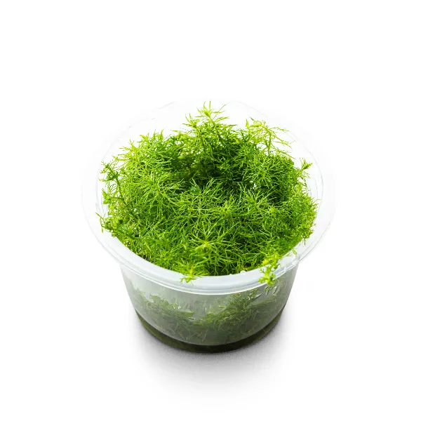aquaplante – Myriophyllum sp Guyana pote angulo-half