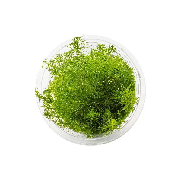 aquaplante – Myriophyllum sp Guyana pote cima-half