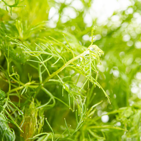 aquaplante – Proserpinaca palustris detalhe@0.5x-100