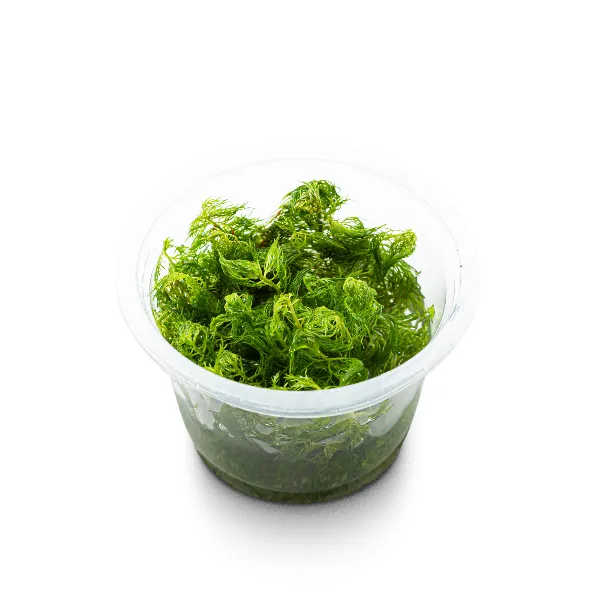 aquaplante – Proserpinaca palustris pote angulo@0.5x-100