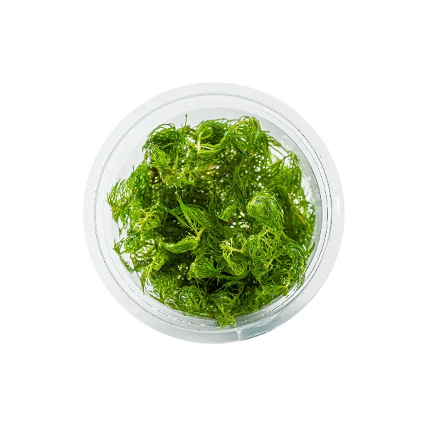 aquaplante – Proserpinaca palustris pote cima@0.5x-100