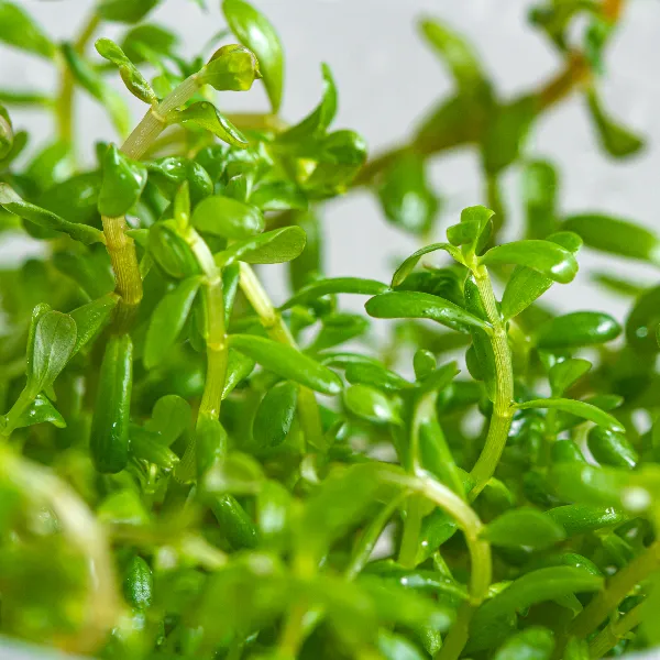 aquaplante – Rotala rotundifolia – detalhe-half