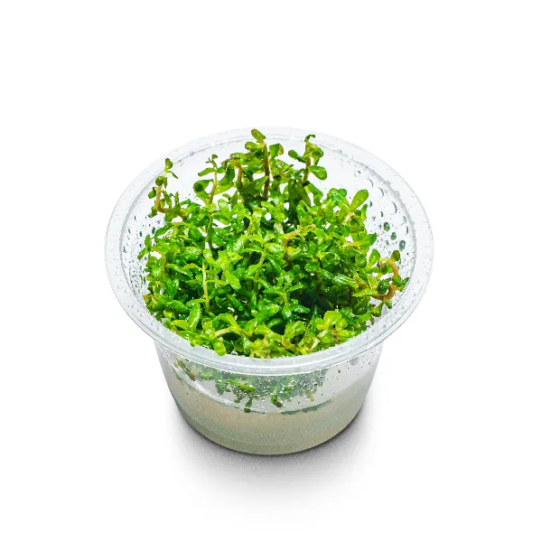 aquaplante – Rotala rotundifolia – pote angulo-full