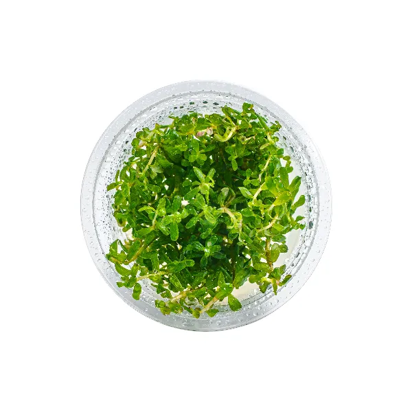 aquaplante – Rotala rotundifolia – pote cima