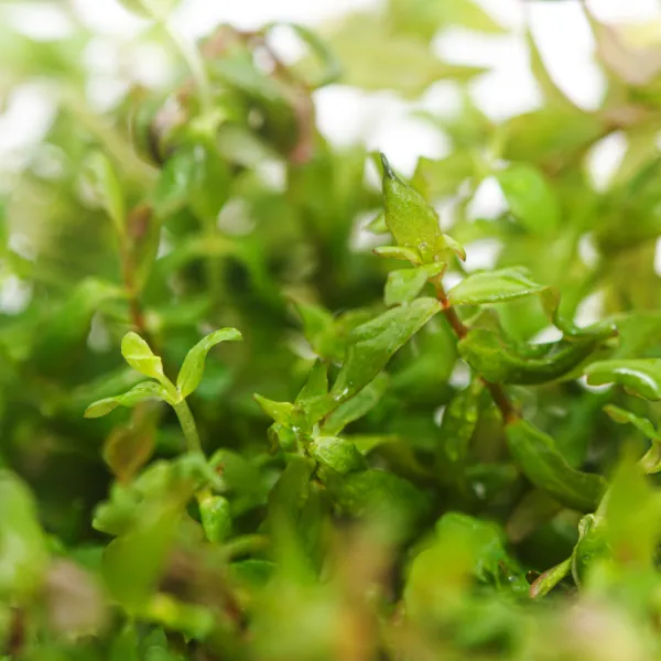 aquaplante – Rotala sp butterfly – detalhe2- 02x_resultado