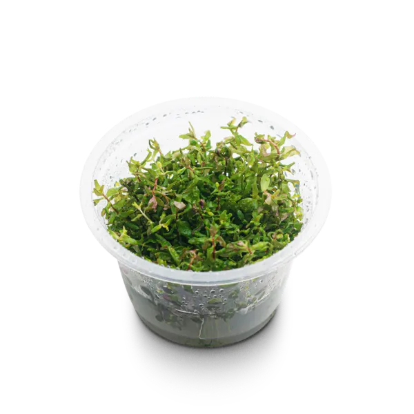 aquaplante – Rotala sp butterfly – pote angulo- 02x_resultado