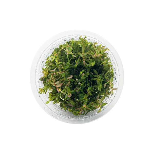 aquaplante – Rotala sp butterfly – pote cima- 02x_resultado
