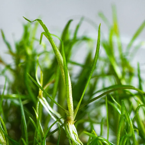 aquaplante – helanthium quadricostatus – detalhe-full