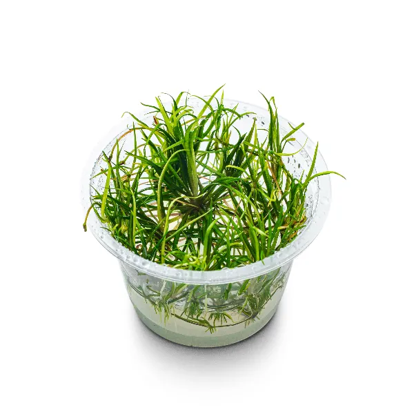 aquaplante – helanthium quadricostatus – pote angulo-half