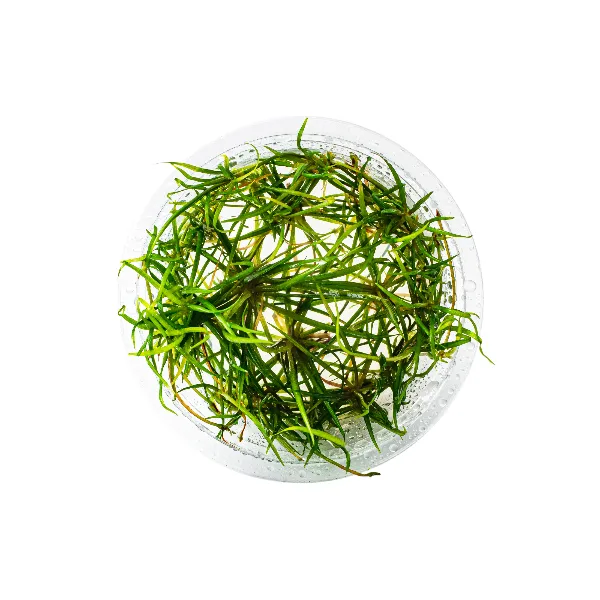 aquaplante – helanthium quadricostatus – pote cima-half (1)