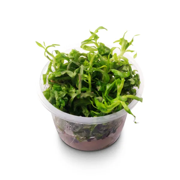 aquaplante – heteranthera zosterifoliapote angulo-02_resultado