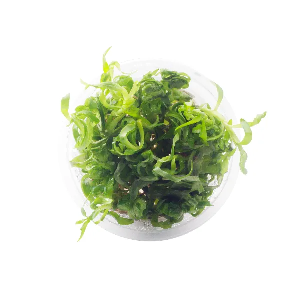 aquaplante – heteranthera zosterifoliapote cima-full_resultado