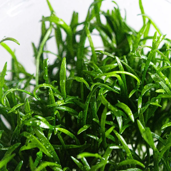 aquaplante – lilaeopsis novae-zelandiae – detalhe-full