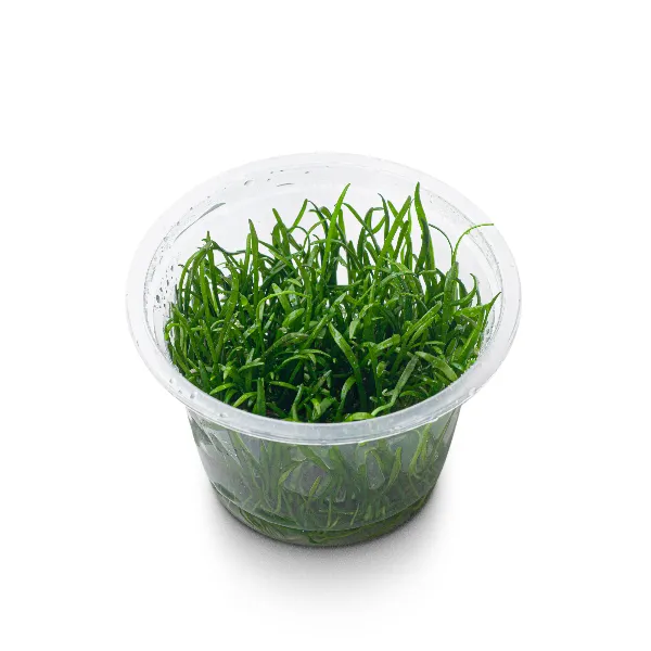 aquaplante – lilaeopsis novae-zelandiae – pote angulo-half