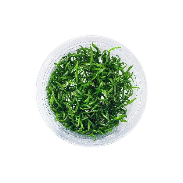aquaplante – lilaeopsis novae-zelandiae – pote cima-half