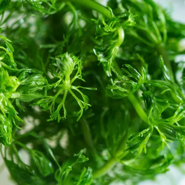 aquaplante – limnophila hippuroides – detalhe-full