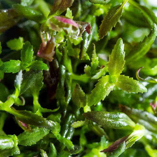 aquaplante – limnophila hippuroides – detalhe-full