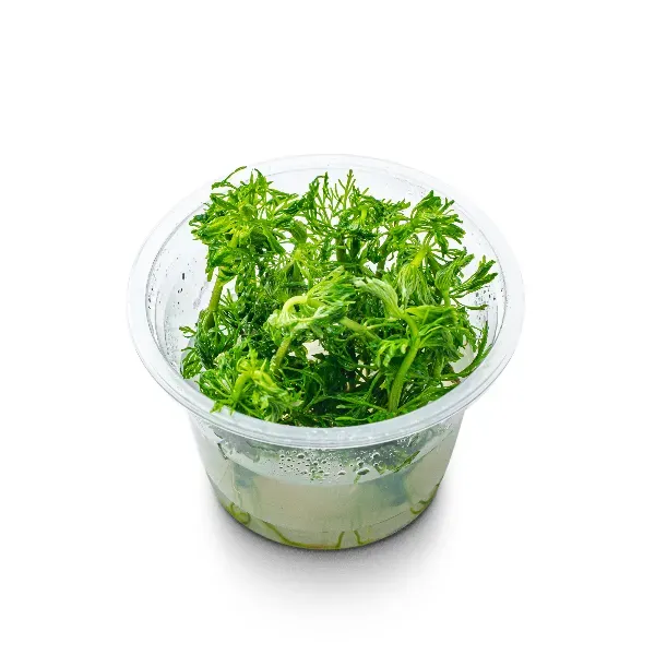 aquaplante – limnophila hippuroides – pote angulo-half