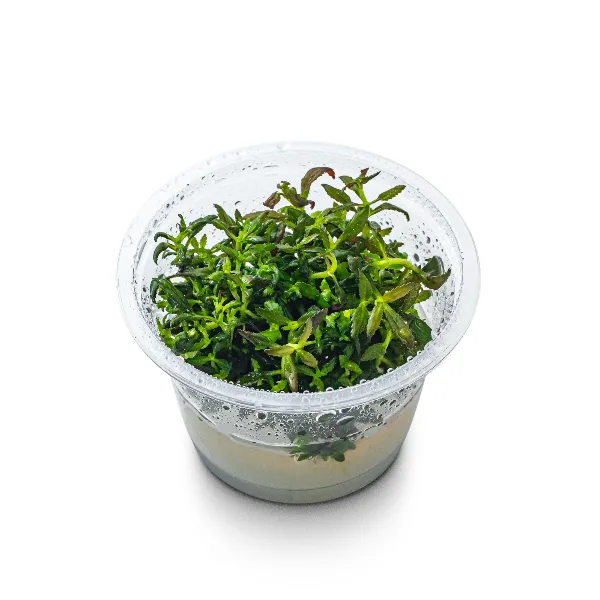 aquaplante – limnophila hippuroides – pote angulo-half