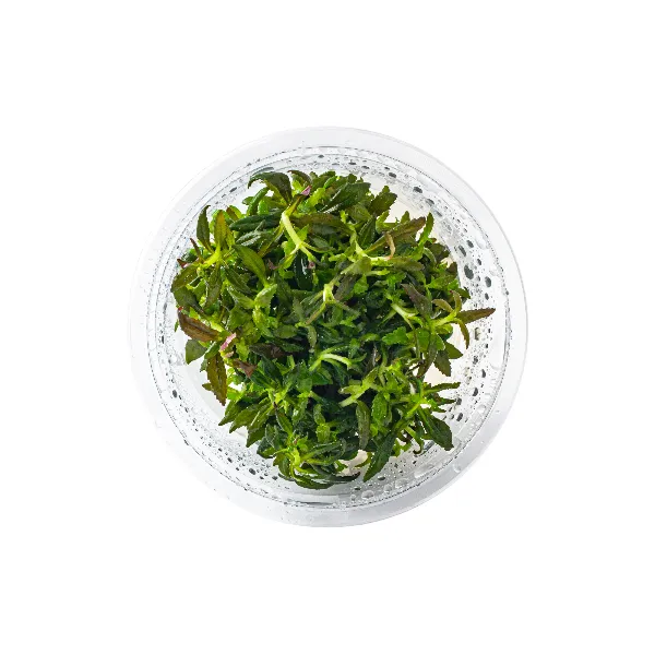 aquaplante – limnophila hippuroides – pote cima-half