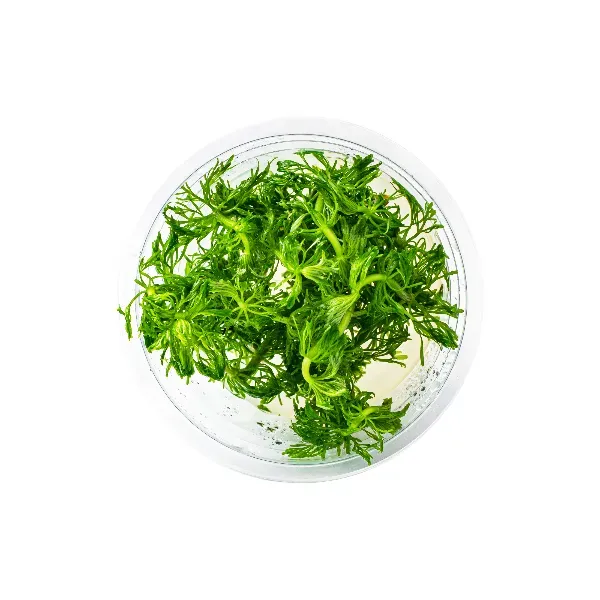 aquaplante – limnophila hippuroides – pote cima-half