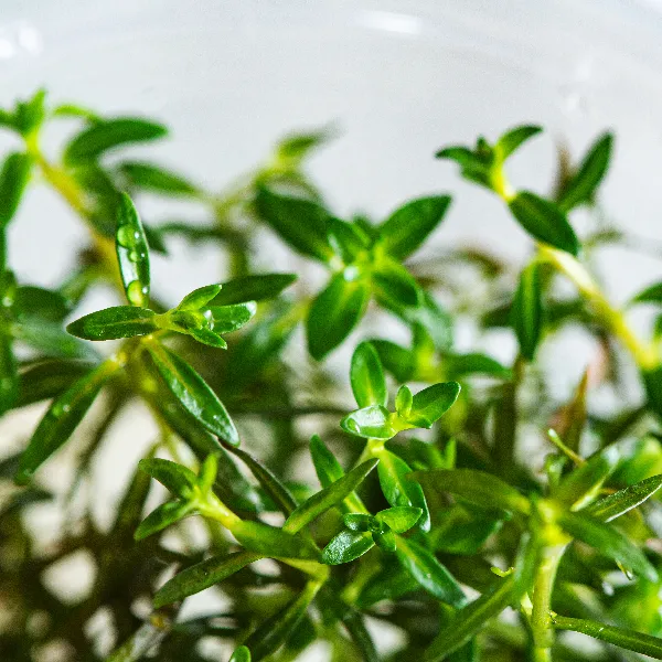 aquaplante – ludwigia arcuata – detalhe-full