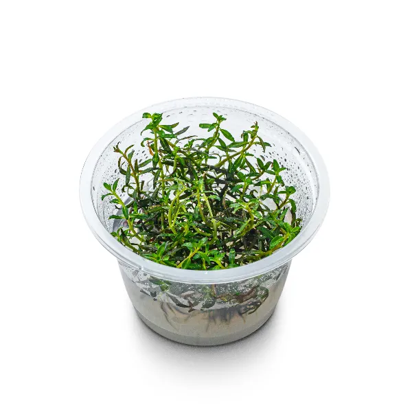 aquaplante – ludwigia arcuata – pote angulo-half