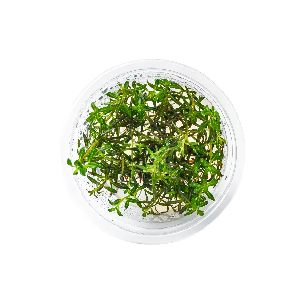 aquaplante – ludwigia arcuata – pote cima-half